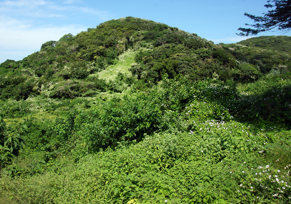 A hillside of with large patches of Ipomoea batatas flowers