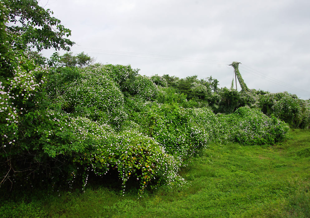 Ipomoea batatas vines blanketing plants and a telephone pole