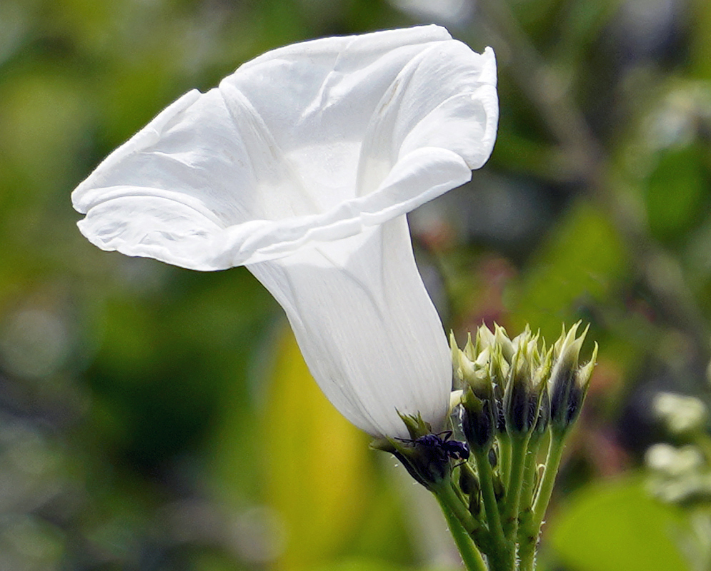 Upright white Ipomoea batatas flower