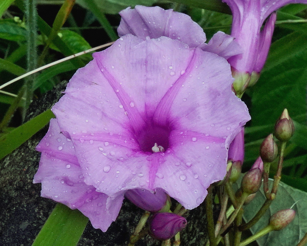 Ipomoea batatoides plant habit and foliage