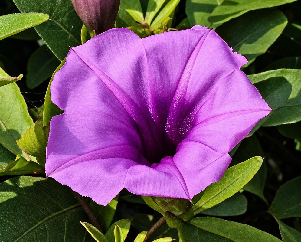 Ipomoea cairica has a broad purple funnel-shaped flower with a dark throat and radiating folds among lobed green leaves