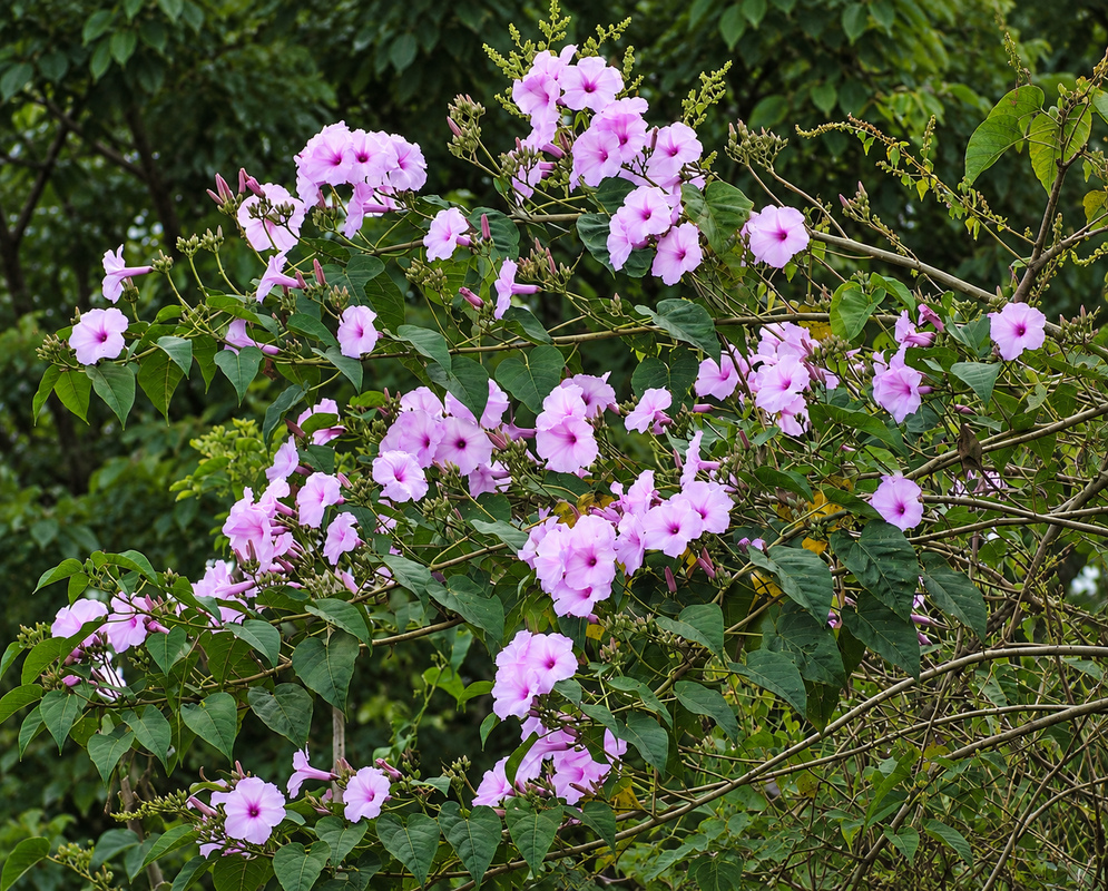 ipomoea carnea gallery photo A ipomoea carnea scene with distinct flowers and foliage