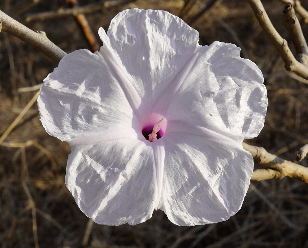 White Ipomoea carnea flower with pink in the throat 