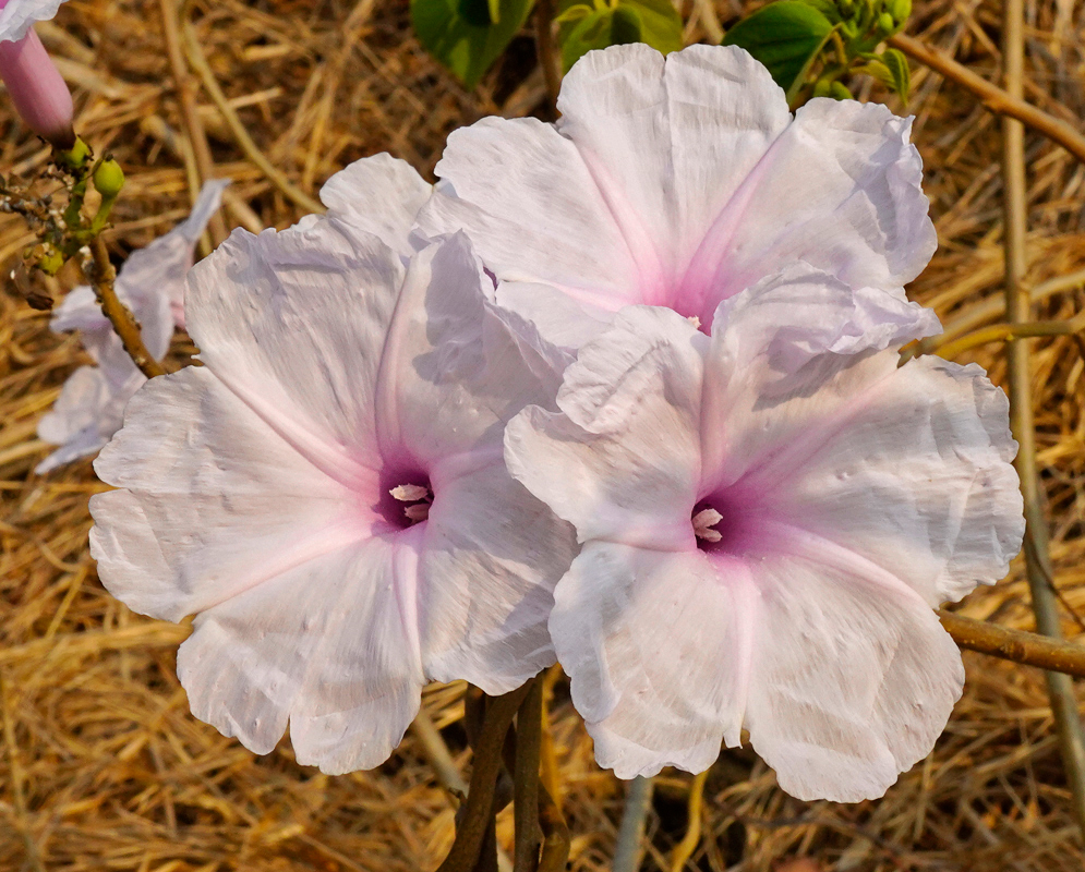 White Ipomoea carnea flowers
