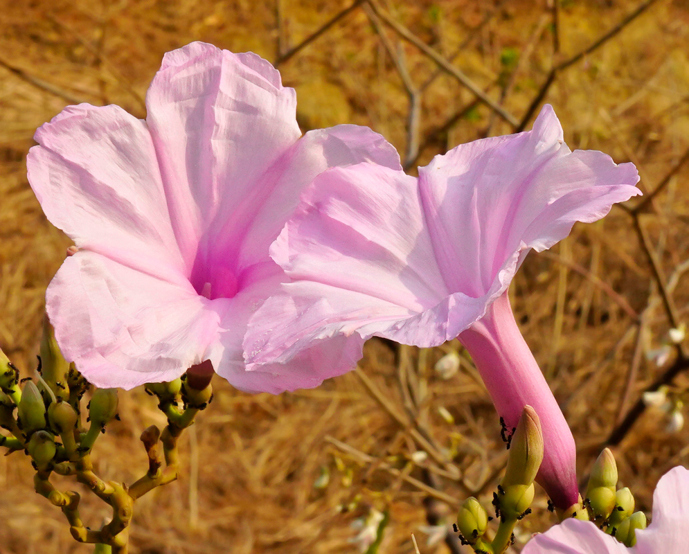 Branches of Ipomoea carnea with clusters of pink flowers