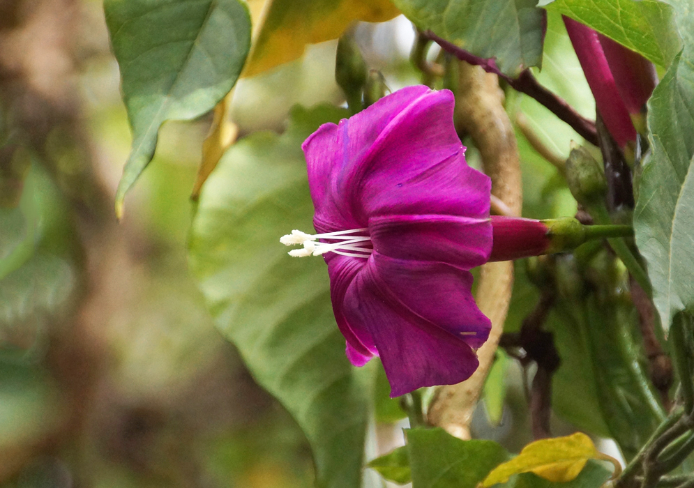A dark magenta Ipomoea chenopodiifolia flower with purple markings. a red tube and white stamens