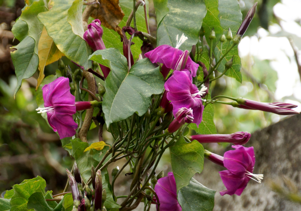 Ipomoea chenopodiifolia vine with magenta flowers