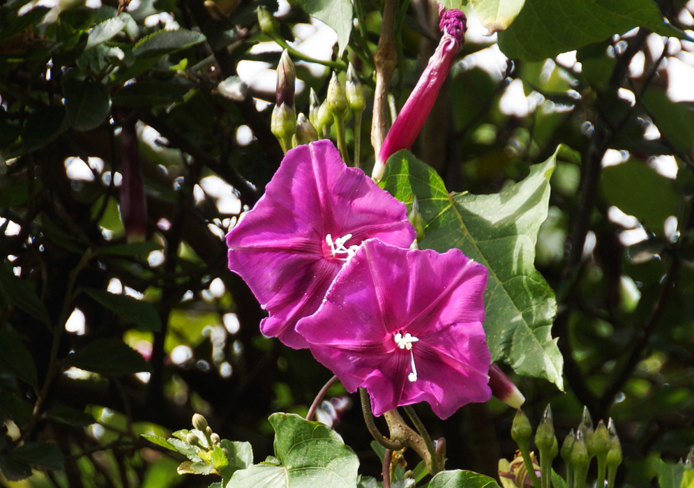 Ipomoea chenopodiifolia flowers in sunlight