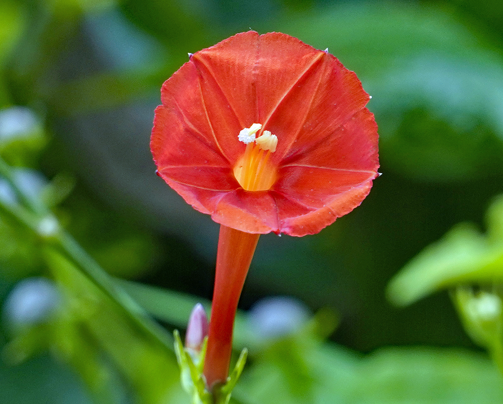 Red Ipomoea coccinea flower with white anthers under grey sky
