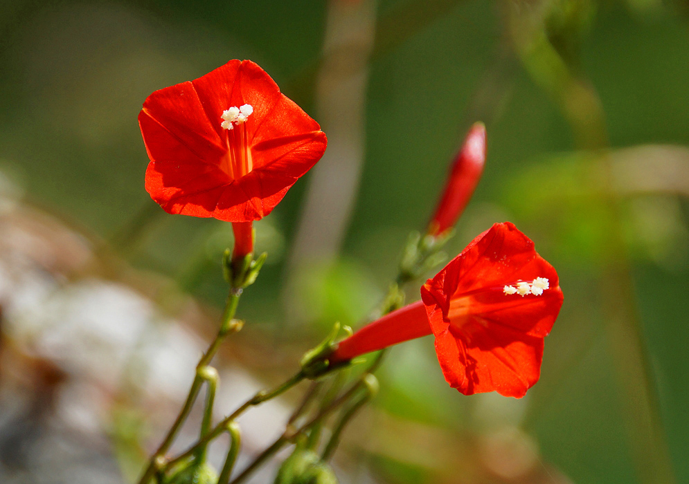 Two red Ipomoea coccinea flowers with white anthers in sunlight