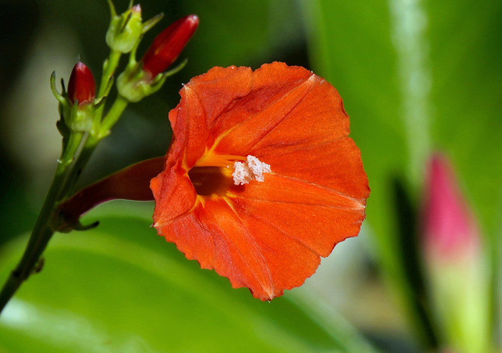 Bright orange Ipomoea coccinea flower with delicate veins and white stamens at the center, surrounded by green foliage