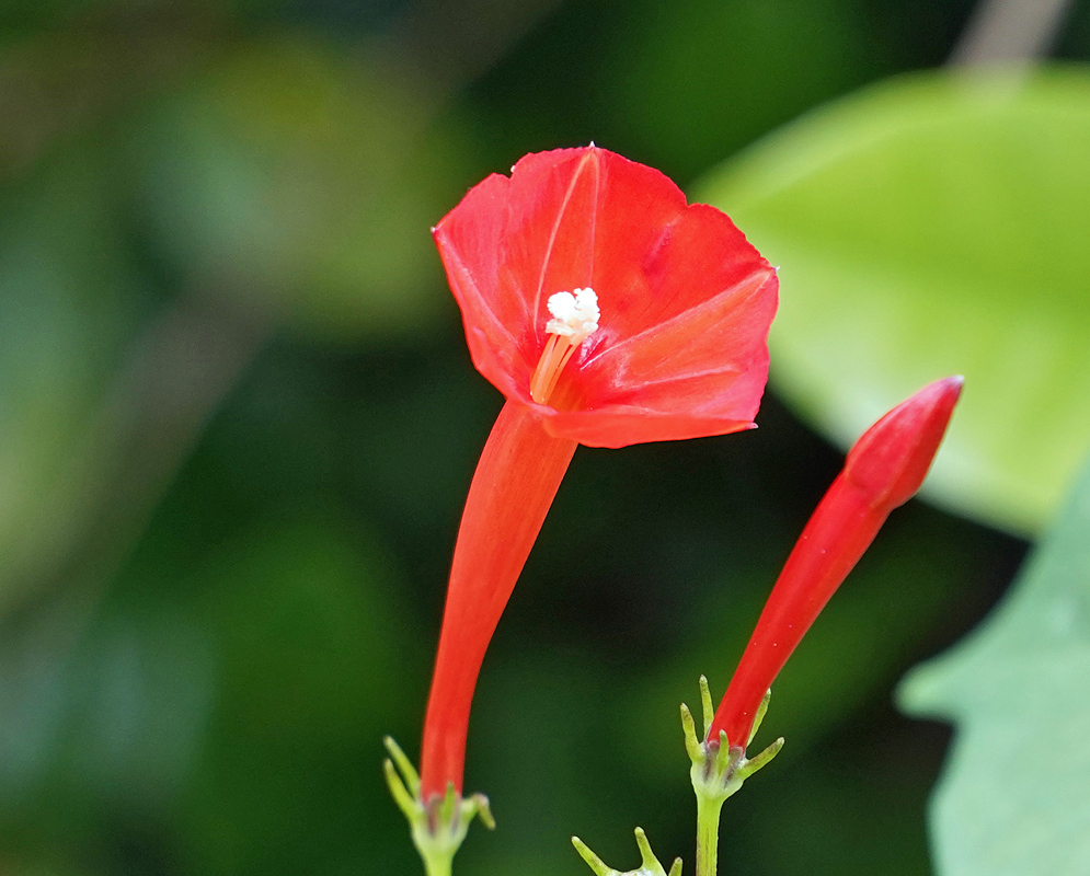 Red Ipomoea coccinea flower with white anthers