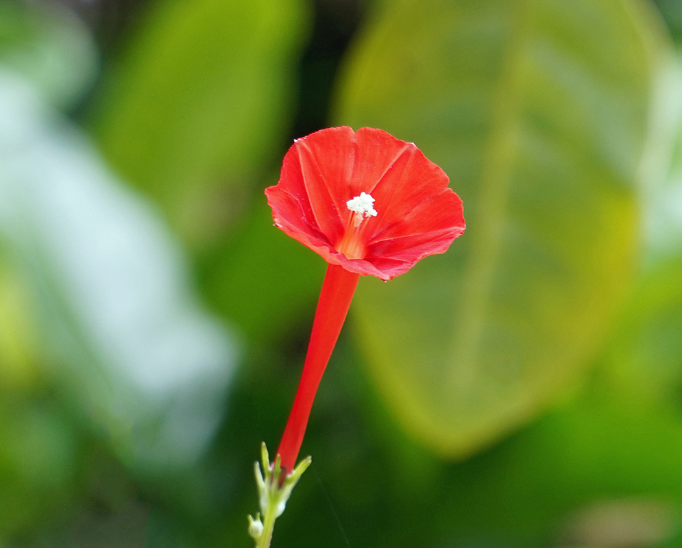  Ipomoea coccinea flower with white anthers