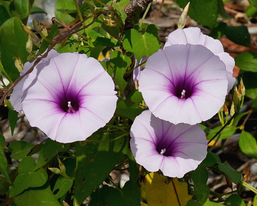 Ipomoea cordatotriloba has three pale lavender funnel-shaped flowers with deep purple centers beside lobed green leaves