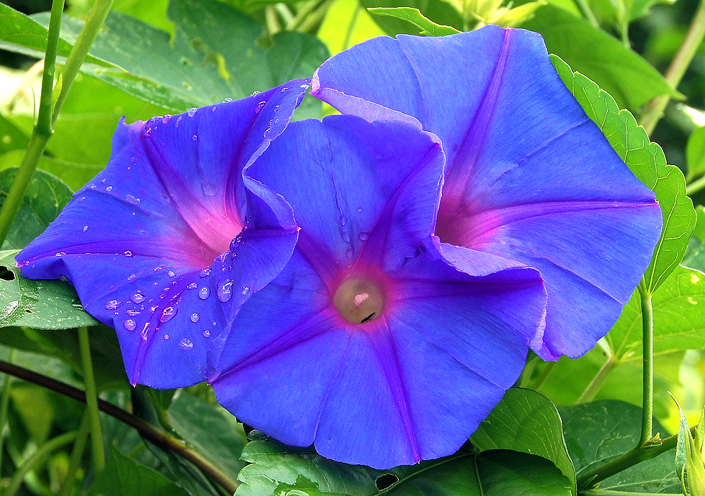 Blue Ipomoea tricolor flowers with a pink center