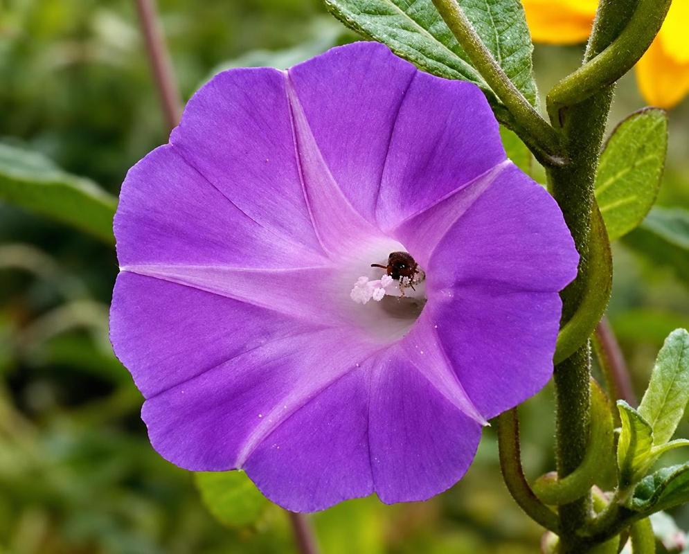 Ipomoea dumetorum has a violet funnel-shaped flower with a pale center and a small visiting insect beside green stems
