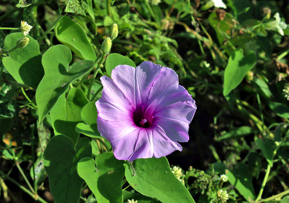 A light violet pink flower with a darker violet pink center