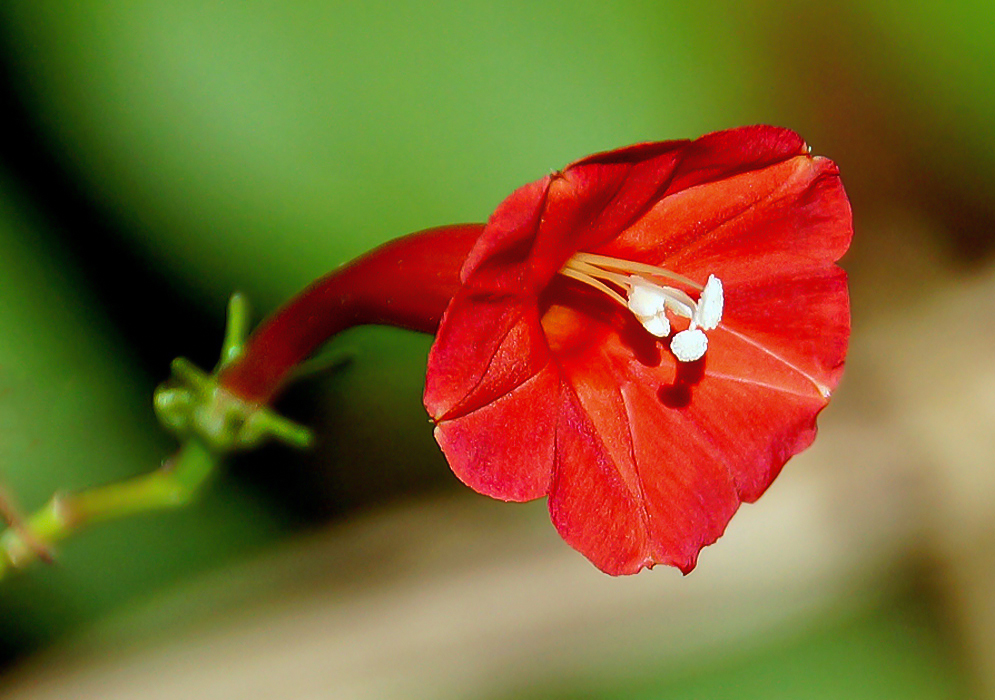 Red Ipomoea hederifolia flower curving towards the sunshine