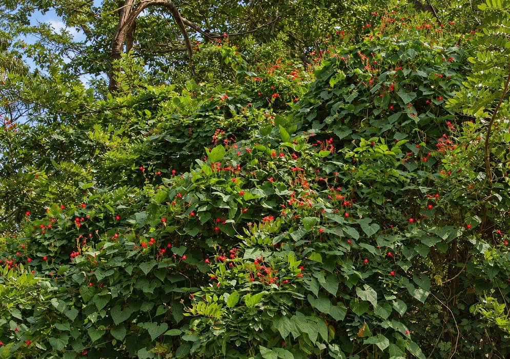 Ipomoea hederifolia Large Red Flowering Vine Ipomoea hederifolia forms a large climbing vine dotted with small red flowers