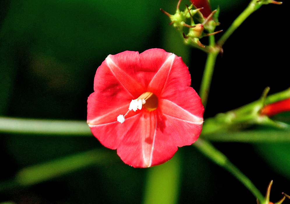 An Ipomoea red flower with pollen filled white anthers