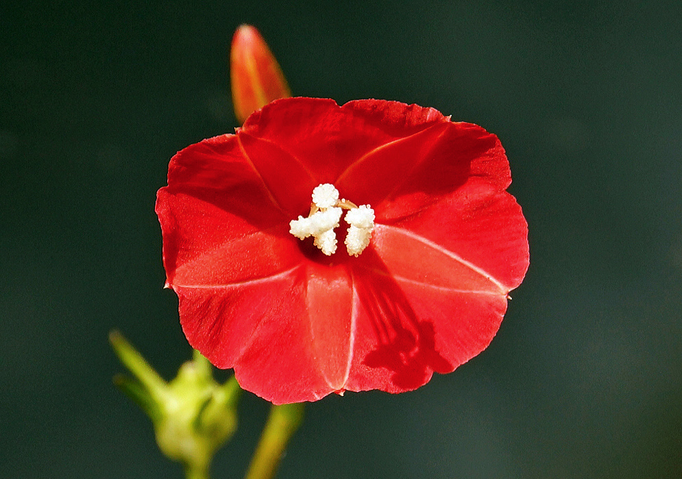 Bright red Ipomoea hederifolia flower with white anthers