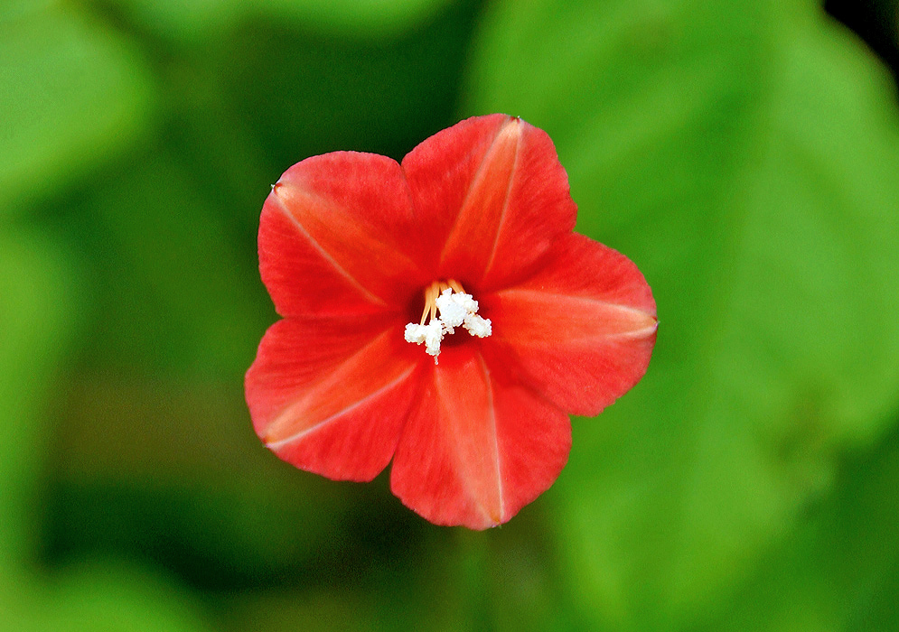 Red Ipomoea hederifolia with a star shaped design in the center of the petals and white anthers