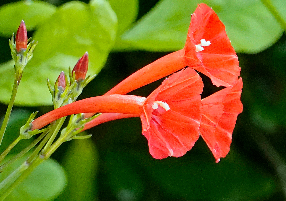 Long red flower throat of Ipomoea hederifolia with yellow filaments and white anthers