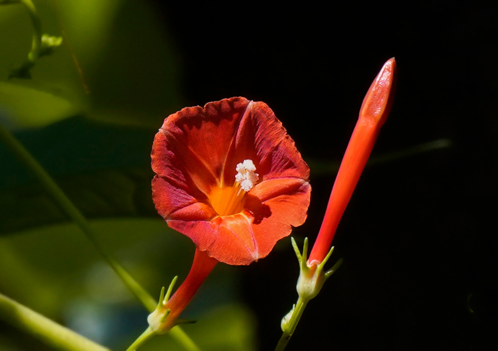 Red Ipomoea hederifolia flower with yellow filaments and white anthers in sunlight