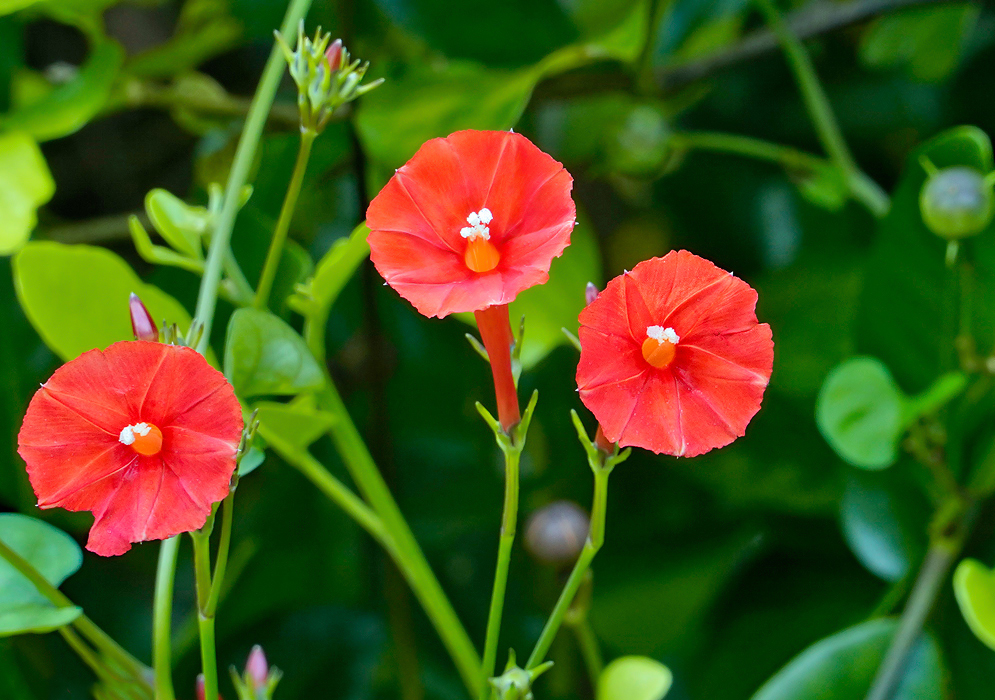 Three red Ipomoea coccinea flowers with white anthers and orange throats