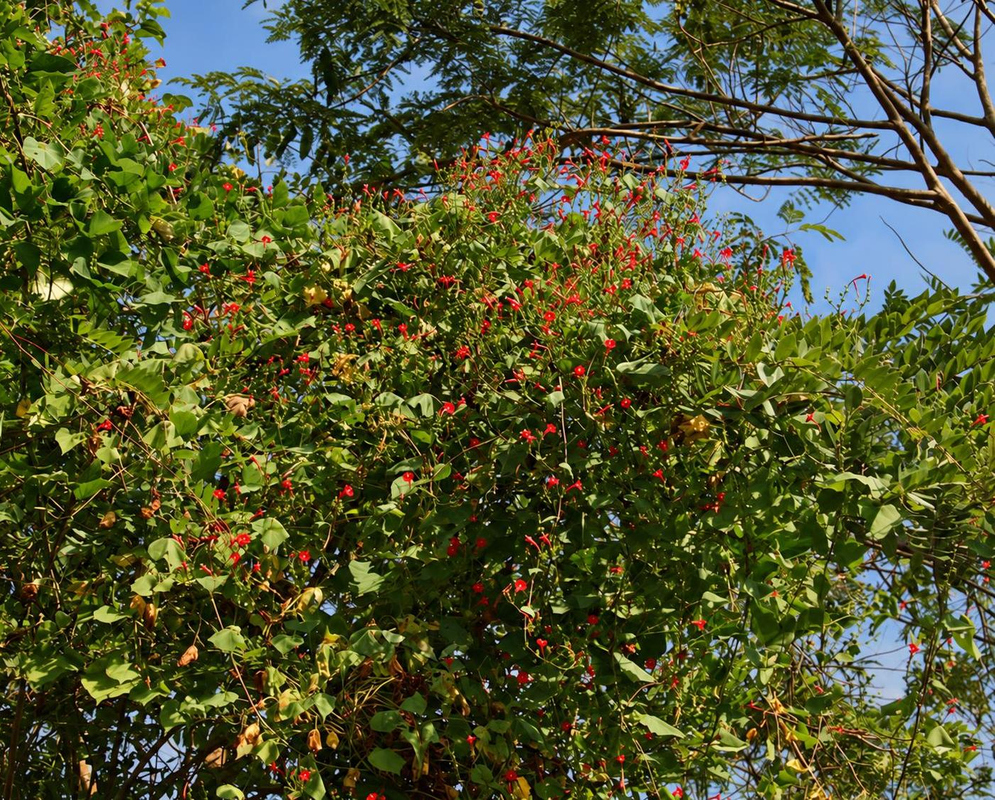 Ipomoea hederifolia Red Flowers Among Tree Branches Ipomoea hederifolia climbs through tree branches with clusters of small red flowers