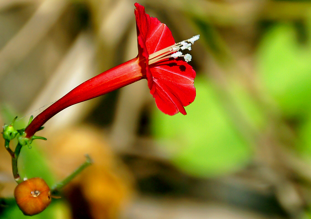 Side image of a trumpet-shaped red Ipomoea hederifolia flower in sunlight