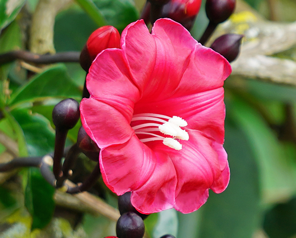 Beautiful Ipomoea horsfalliae dark pink flower with white stamens