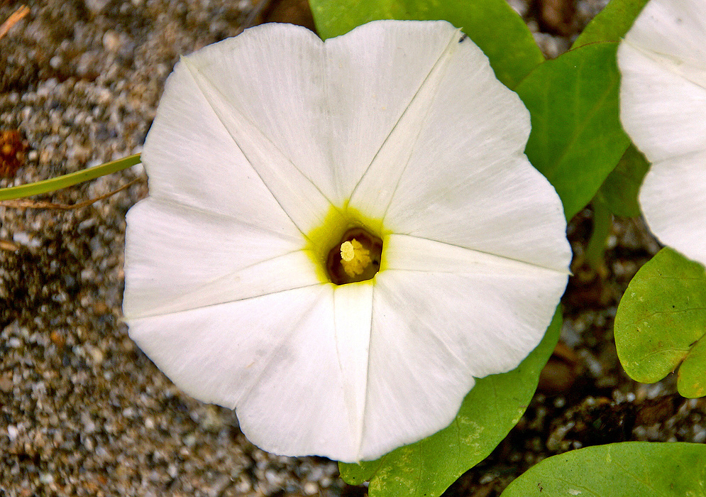A white Ipomoea imperati flower with yellow stamens 