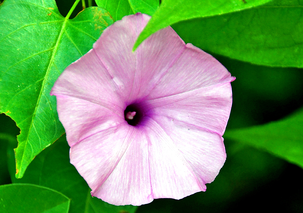 A pink Ipomoea incarnata flower with a purple throat