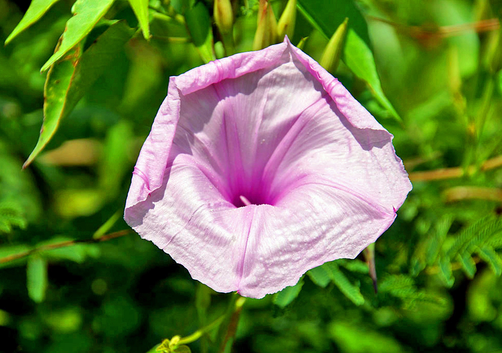 A pink Ipomoea incarnata flower wilting under the noon sun