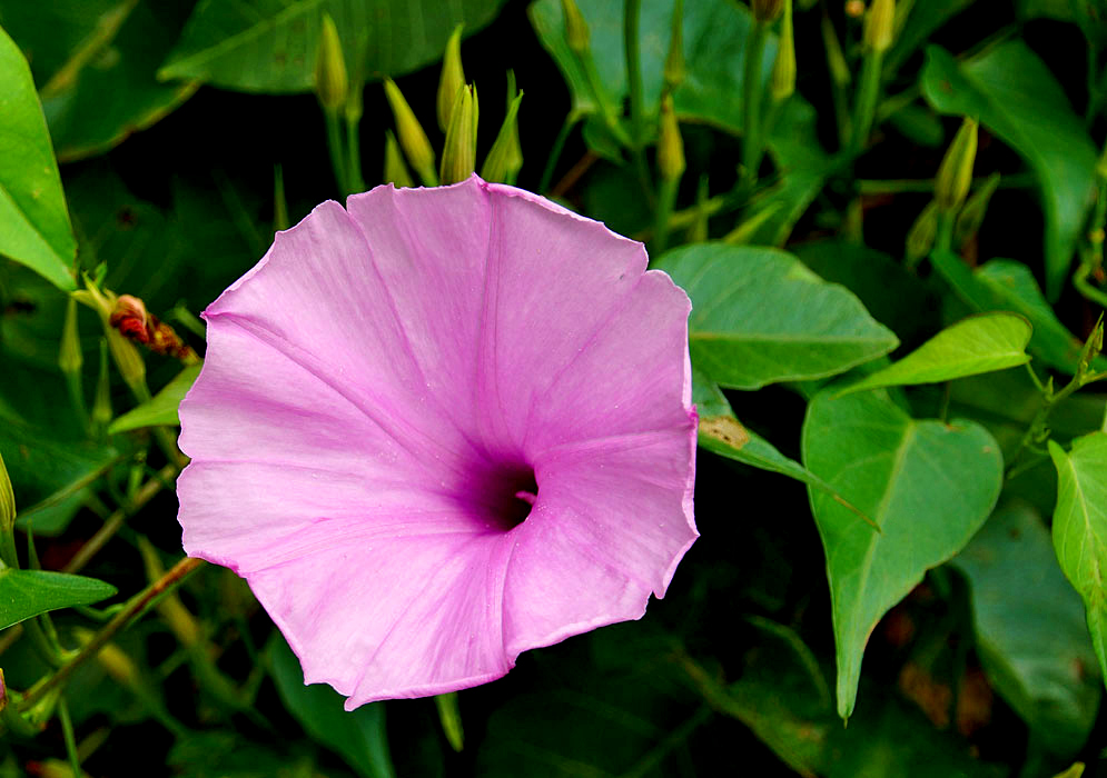 A pink Ipomoea incarnata flower with a dark pink throat