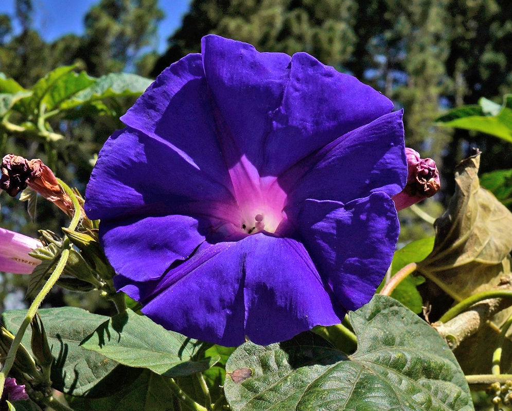 A vibrant deep blue morning glory flower (Ipomoea indica) with a pinkish center, fully open under bright sun, surrounded by green foliage and dried flower buds