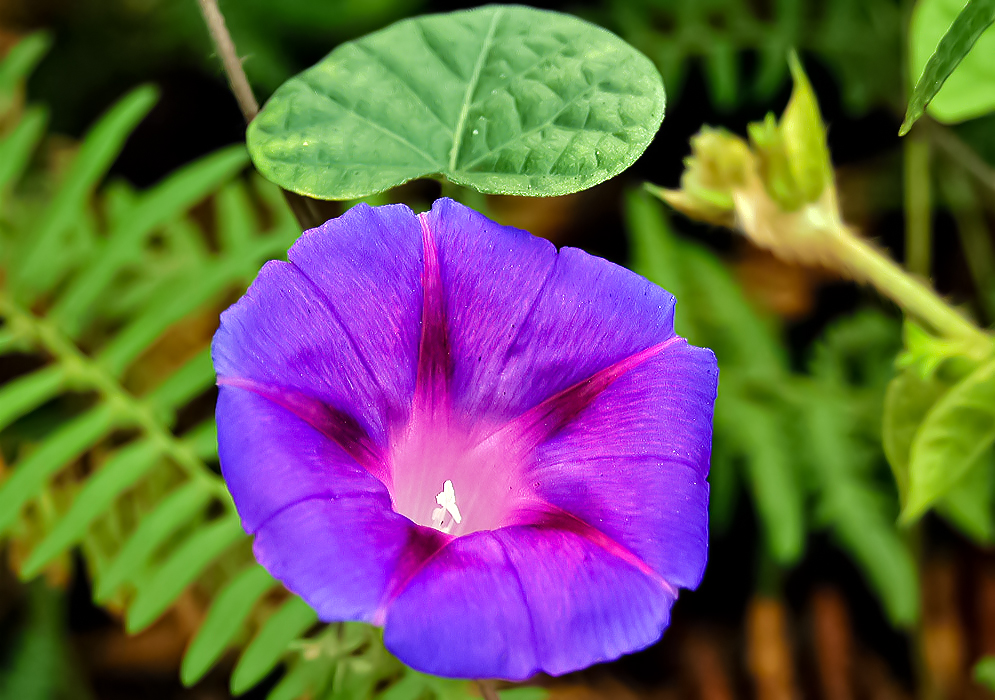 Purple-blue Ipomoea indica flower with magenta stripes and a white throat with white stamens