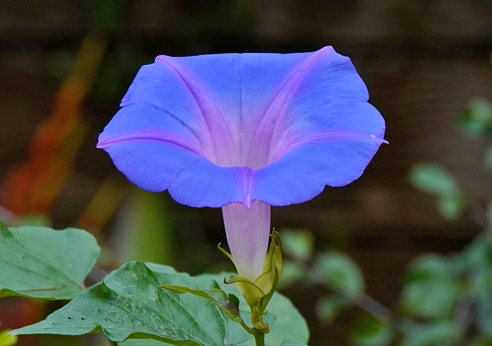 A side view of a light blue morning glory flower (Ipomoea indica) with soft pinkish-purple highlights at the throat, blooming above green leaves in a shaded garden