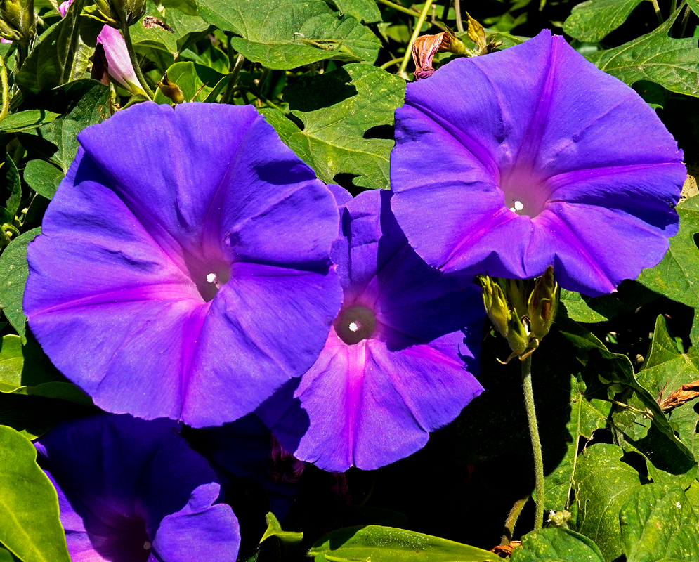 Ipomoea indica vine with purple-magenta flowers