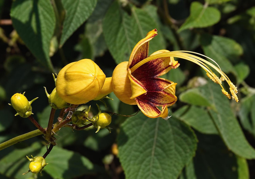 Ipomoea neei has a deeply lobed yellow flower with red bands at the mouth and long curved projecting stamens