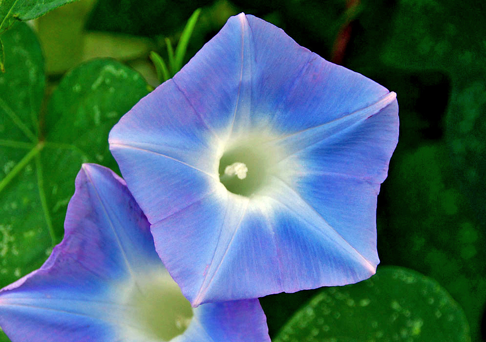 Sky-blue Ipomoea nil with a white throat and stamens and a star design in the center of the flower with pink on the tips