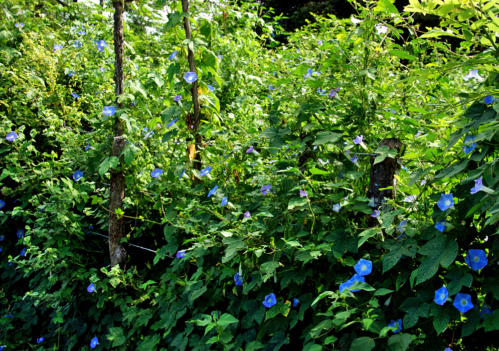 Ipomoea nil vine with blue flowers growing over vegetation 