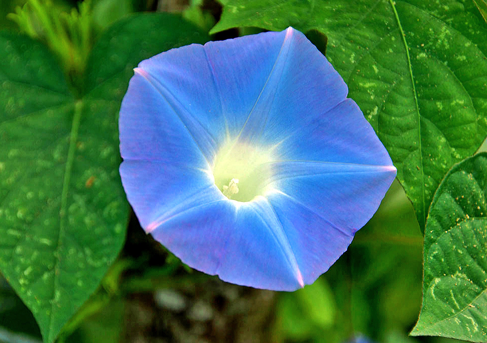 Sky-blue Ipomoea nil with a white throat and stamens