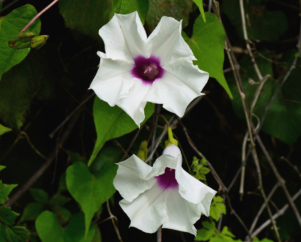 Ipomoea pandurata has white funnel-shaped flowers with deep purple centers along a twining stem among green leaves