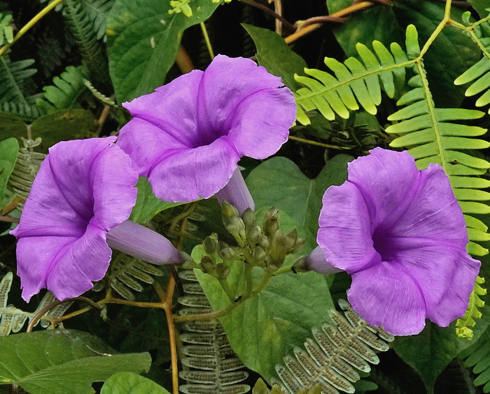 Ipomoea pedicellaris has three purple funnel-shaped flowers with darker radiating veins among green foliage