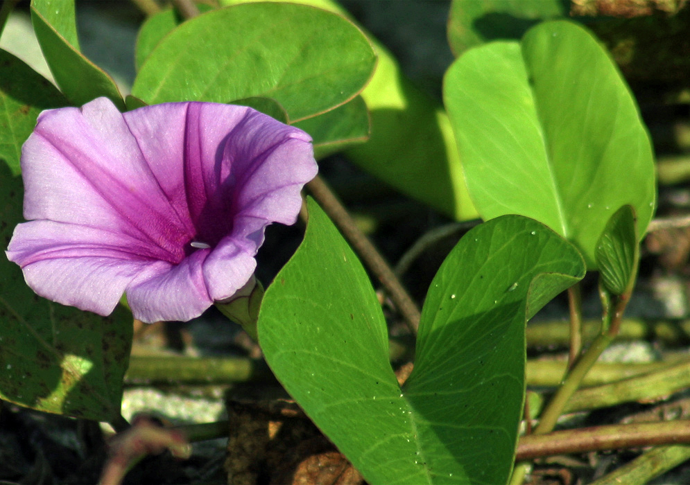 Bright purple-pink ipomoea pes-caprae flower in sunlight