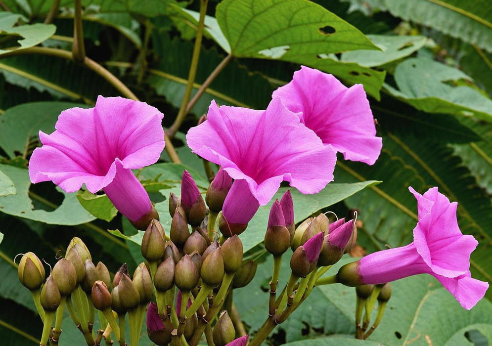 Ipomoea philomega has bright pink funnel-shaped flowers with long narrow tubes above a crowded cluster of rounded buds