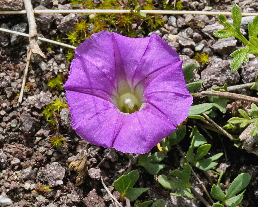 Ipomoea plummerae has a purple funnel-shaped flower with a pale greenish white throat above rocky ground and narrow divided leaves
