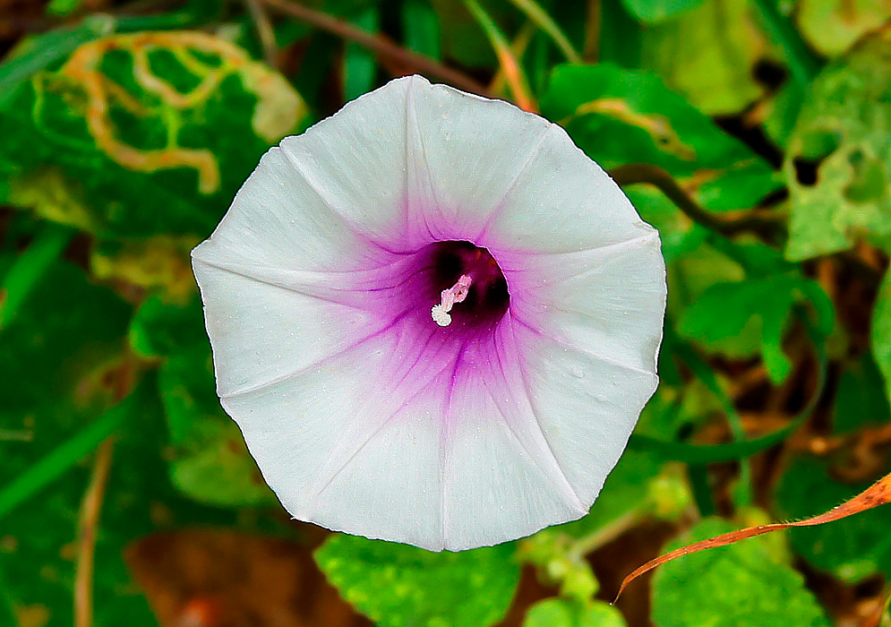 A white Ipomoea amnicola with a purple throat and white stamens